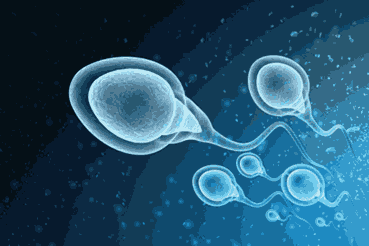 IMSI Treatment for Male Infertility